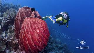 Sponges Wakatobis ancient reef dwellers [upl. by Anihsak]