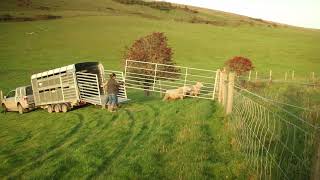 Sheep Shape episode 4 Tupping [upl. by Hawley]