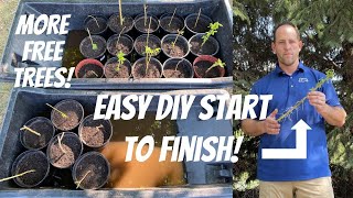 DIY POTTED CUTTINGS How to grow your own trees from free cuttings [upl. by Leanne]