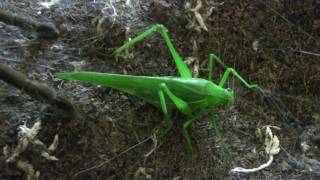 Phlogius Crassipes Kuttibul  120mm Female Feeding [upl. by Kelda]