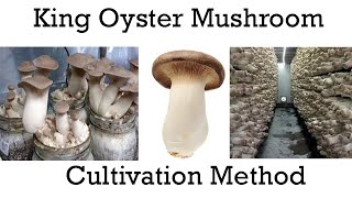 King Oyster Mushroom kheti kese kare  king oyster ki kheti  Pleurotus eryngii farming [upl. by Syl]