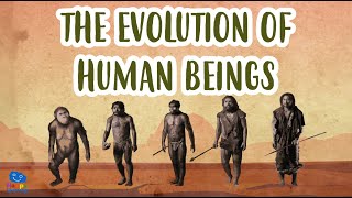 THE EVOLUTION OF HUMAN BEINGS  Human Evolution  Educational Videos for Kids [upl. by Lorolla]