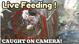 Argiope Appensa Gagambang Ekis Feeds On A Live Cockroach Part 2  FeedingFreenzyTV [upl. by Mur386]