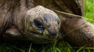 Meet 190yearold Jonathan the worlds oldestever tortoise [upl. by Hastings493]