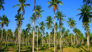 Hawaii coconut plantations Big Island Hawaii United States North America [upl. by Melgar2]