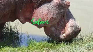 4K African Wildlife Amboseli National Park Kenya  Scenic Wildlife Film With Real Sounds [upl. by Jorie]