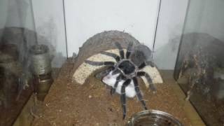 Lasiodora Parahybana vs mouse [upl. by Oys]