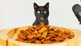 Cat eating Crunchy Dry Food ASMR [upl. by Obadiah255]