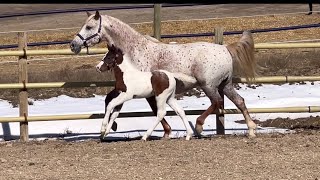 2 12 Week Old Lazarus x Maddy Filly Available [upl. by Jaquelin]