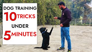 10 Dog Training Tricks in Just UNDER 5 minutes [upl. by Eralc837]