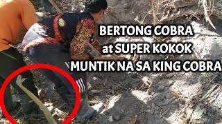 BERTONG COBRA AT SUPER KOKOK MUNTIKAN NA SA KING COBRA  KINGCOBRA [upl. by Herrick]