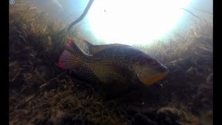 Tllapia in nest  Underwater 360 video at Varsity Lakes [upl. by Allys768]