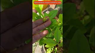 பாரிஜாதம் செடி பூக்கும் டிப்ஸ் parijatham flowering tips flowergarden [upl. by Alex]