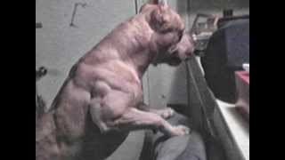 Dogs on steroids too Steroids are wrong [upl. by Tunnell]