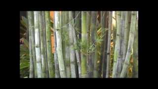 Giant Timber Bamboo  Bambusa Oldhamii  High Quality  Disney World Polynesian Resort [upl. by Ardnovahs]