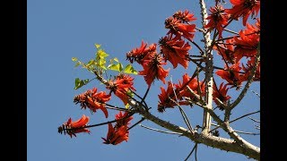 Erythrina Coral Tree Unusual Bonsai [upl. by Anallise]