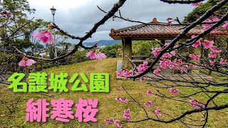 名護城公園 緋寒桜ヒカンザクラ 2024年1月23日撮影 [upl. by Ylrebmit]