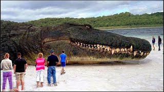 20 Animales Gigantes Capturados Por El Hombre [upl. by Otsirave431]