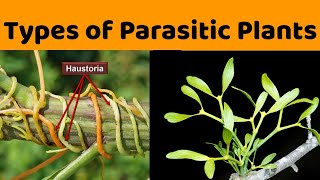 Total and Partial Stem and Root Parasites  in detail [upl. by Hughett869]