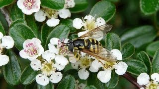 Cotoneaster Dammeri Bonsai in Bloom [upl. by Harmonia]