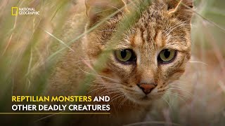 Natures Tiny Warriors  Africa’s deadliest  हिंदी  S7  E3  Nat Geo [upl. by Venezia]