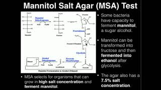 Microbiology Mannitol Salt Agar MSA [upl. by Llegna395]