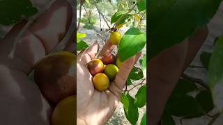 Jujubee fruitplease subscribe viralvideo [upl. by Duwad732]