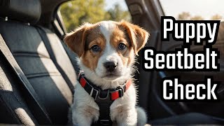 Puppy Safety First Is Your Pet Safely Secured [upl. by Pontus]