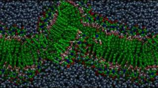 Bilayer formation through molecular selfassembly [upl. by Ikkela]