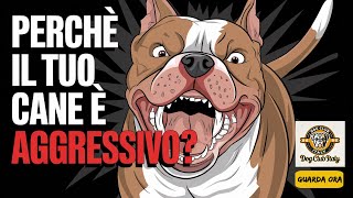 Aggressività nei Cani Quello che Nessuno Ti Ha Mai Spiegato AggressivitàCani Aggressive [upl. by Brier595]