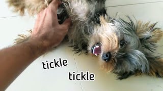 Tickling Yorkie Cant Stop Laughing [upl. by Barrow]