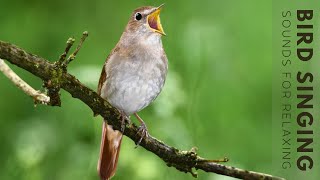 Birds Singing  24 Hour Bird Sounds Relaxation Stress Relief Relaxing Birds Sounds [upl. by Eanej94]