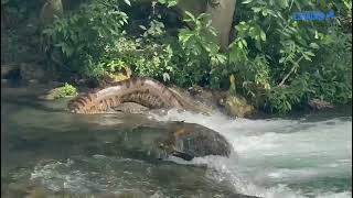 Sucuri gigante desliza pelo Rio da Prata e surpreende banhistas em balneário do Pantanal [upl. by Yssis]