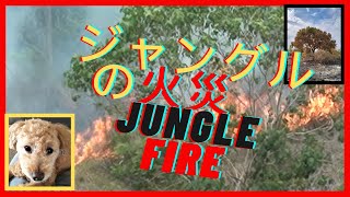 ジャングルの火災 Jungle Fire ‐ [upl. by Harrington]