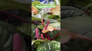 Blooming Anthurium Radicans x Luxurians shorts plants [upl. by Ennaharas]