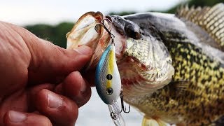 This MICRO Crankbait is AWESOME for Crappie  TINY Lure CHALLENGE [upl. by Annayat643]