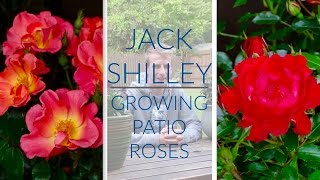 Growing Roses In Containers  Jack Shilley [upl. by Ingmar]