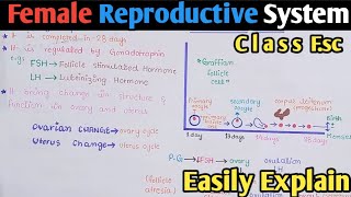 Female Reproductive Cycle  Menstrual Cycle  Menses  Class 12 Biology [upl. by Olympias]