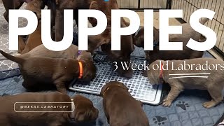 Adorable 3 week old lab puppies begin their weaning from mother  Chapter 1 labrador puppy [upl. by Norse]