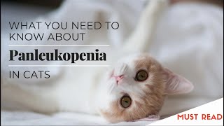 panleukopenia virus in cats [upl. by Einnij246]