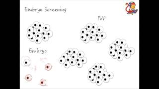 Additional Biology B2 Embryo Screening [upl. by Gothart]