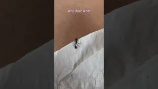 Ant insects [upl. by Artined]