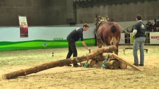 Belgian Draft HorsesNational ShowAbility demonstration [upl. by Calbert]