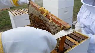 2024 Iowa Italian Carniolan Saskatraz Packaged Honey Bees Nucs Free Shipping Queen Bees For Sale [upl. by Eserahc428]