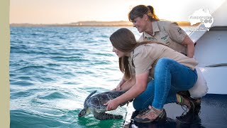 Bindi and Terri turtle tour  Irwin Family Adventures [upl. by Melmon151]