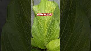 Kobra katalog plants anthuriumjemani jemani jemanikobra anthuriumjemani jemanivarigata garden [upl. by Fem]