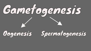 Gametogenesis  Oogeneis  Gametogenesis female  part 1 [upl. by Purington]