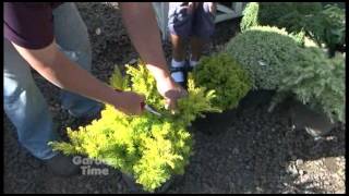 Pruning Conifers [upl. by Bridgette]