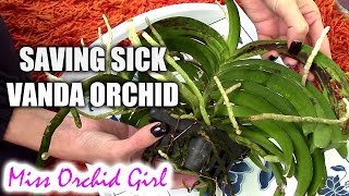 Saving Vanda Orchid with root rot and fungal infection [upl. by Cogn557]