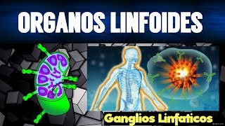 LOS ÓRGANOS LINFOIDES  FUNCIONES  TEMAS DE INMUNOLOGÍA [upl. by Nahte]